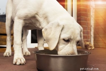 Huismiddeltjes gebruiken om blaasstenen bij honden te behandelen