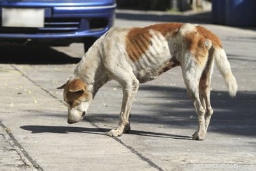 Comment traiter un chien souffrant de malnutrition