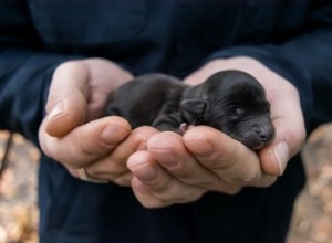 Comment et quand les yeux et les oreilles des chiots s ouvrent-ils ?