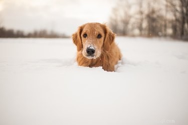 Jak zateplit psí boudu v zimě