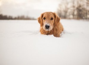 Как утеплить собачью будку зимой