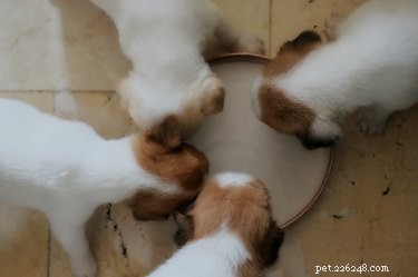 子犬の代用粉乳の作り方 