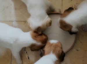 Comment préparer une formule de remplacement du lait pour chiots