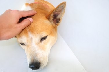 Как распознать и лечить перелом черепа собаки