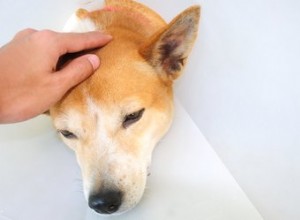 Jak rozpoznat a léčit zlomeninu lebky u psa