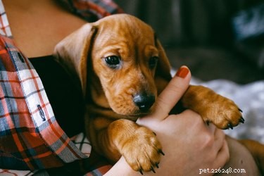 Wanneer mag je puppy s vasthouden?