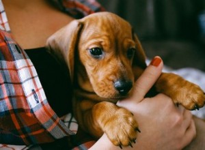 Quand pouvez-vous tenir des chiots ?