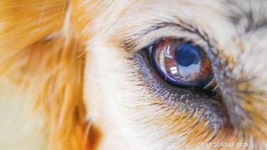 Hur man behandlar torra ögon hos hundar naturligt