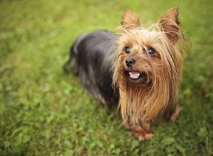 ヨーキーが適切な体重であるかどうかを見分ける方法 