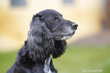 Como reconhecer tumores de ouvido em cães