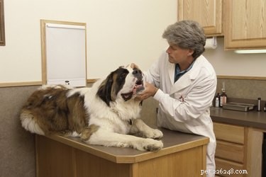 Come trattare la tossicità da anfetamine canine