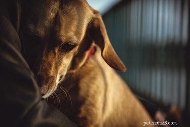 Jak léčit psí panické ataky