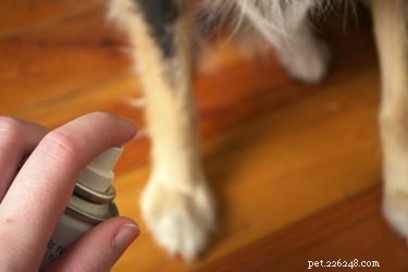 Como tratar urticária em um cão