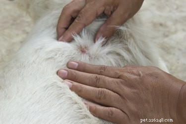 Comment nettoyer une blessure de chien
