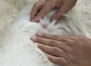 Jak vyčistit psí zranění
