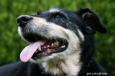 Hur man känner igen och behandlar solbränna hos hundar