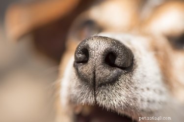 Come pulire un cane dal naso chiuso