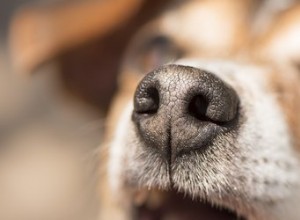 犬の鼻づまりを解消する方法 