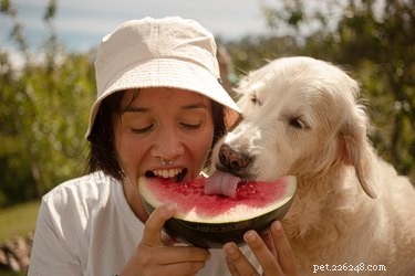 Как естественным образом помочь пищеварению собаки