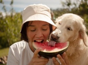 Como ajudar a digestão de um cão naturalmente