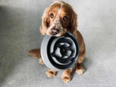 Hur man hjälper en hunds matsmältning naturligt