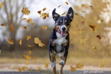 Hoe de spijsvertering van een hond op natuurlijke wijze te ondersteunen