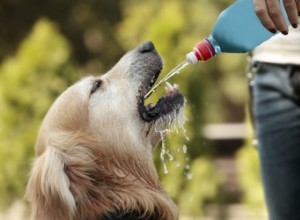 Jak pečovat o dehydratované štěně
