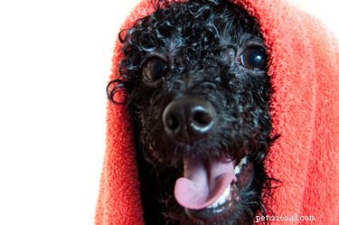 妊娠中の犬の入浴方法 