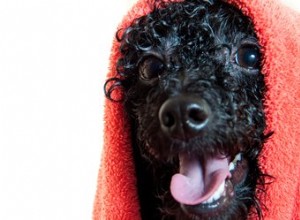 妊娠中の犬の入浴方法 