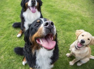 彼女が季節になっているときに犬の分泌物に対処する方法 