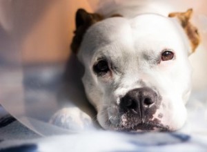 Как ухаживать за собакой после операции