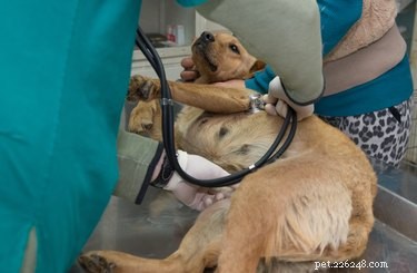 Hur man behandlar ett brutet revben på en hund