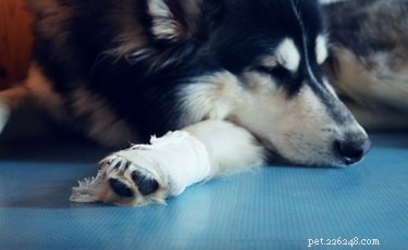 Come avvolgere la zampa di un cane in modo che la medicazione non si stacchi