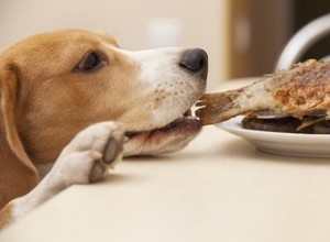 Traiter la pancréatite du chien