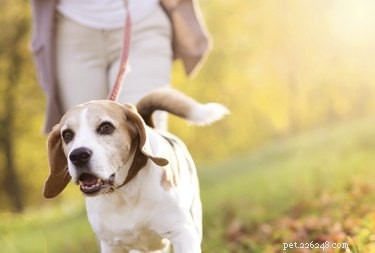 大腸炎で犬を治療する方法 