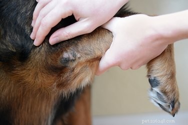 강아지 굳은살을 예방하고 치료하는 방법
