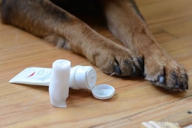 Comment prévenir et traiter les callosités chez le chien