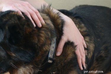 Como prevenir e tratar calosidades em cães