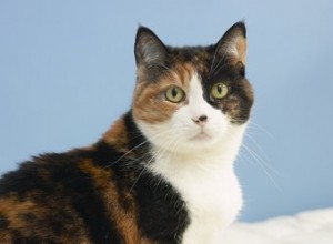 カーペットから犬や猫の嘔吐物をきれいにする方法 