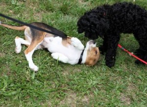 Como tratar um cachorro com resfriado