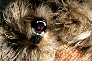 Как удалить налет с зубов собаки