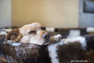 Hoe u uw stervende hond comfortabel kunt houden