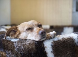 Como manter seu cão moribundo confortável