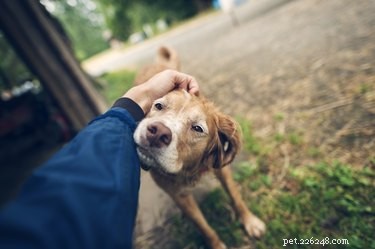 Comment assurer le confort de votre chien mourant
