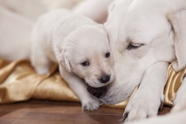 Jak vypočítat termín porodu u psů 