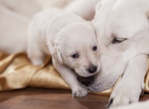 犬の出産予定日を計算する方法 