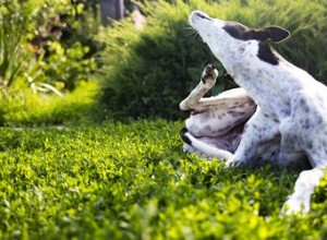 Como saber a diferença entre pulgas, carrapatos e ácaros