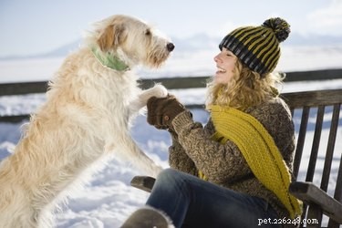 Как предотвратить повреждение лап собак снегом