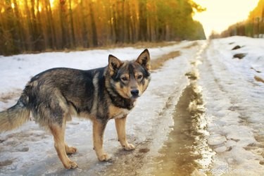 Hur man förhindrar snöskador på hundtassar
