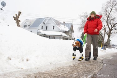 Comment prévenir les dommages causés par la neige aux pattes de chien